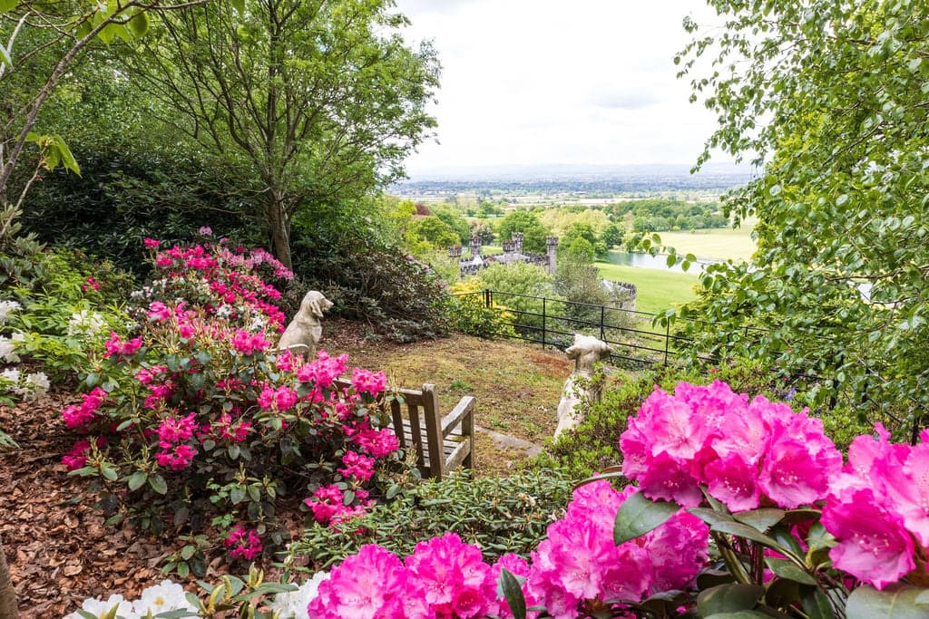 The Rock Walk at Bolesworth Castle with a wooden bench flanked by two sculpted dog statues, surrounded by vibrant pink Rhododendron flowers and trees, overlooking the Cheshire Plain with the Welsh hills in the distance.
