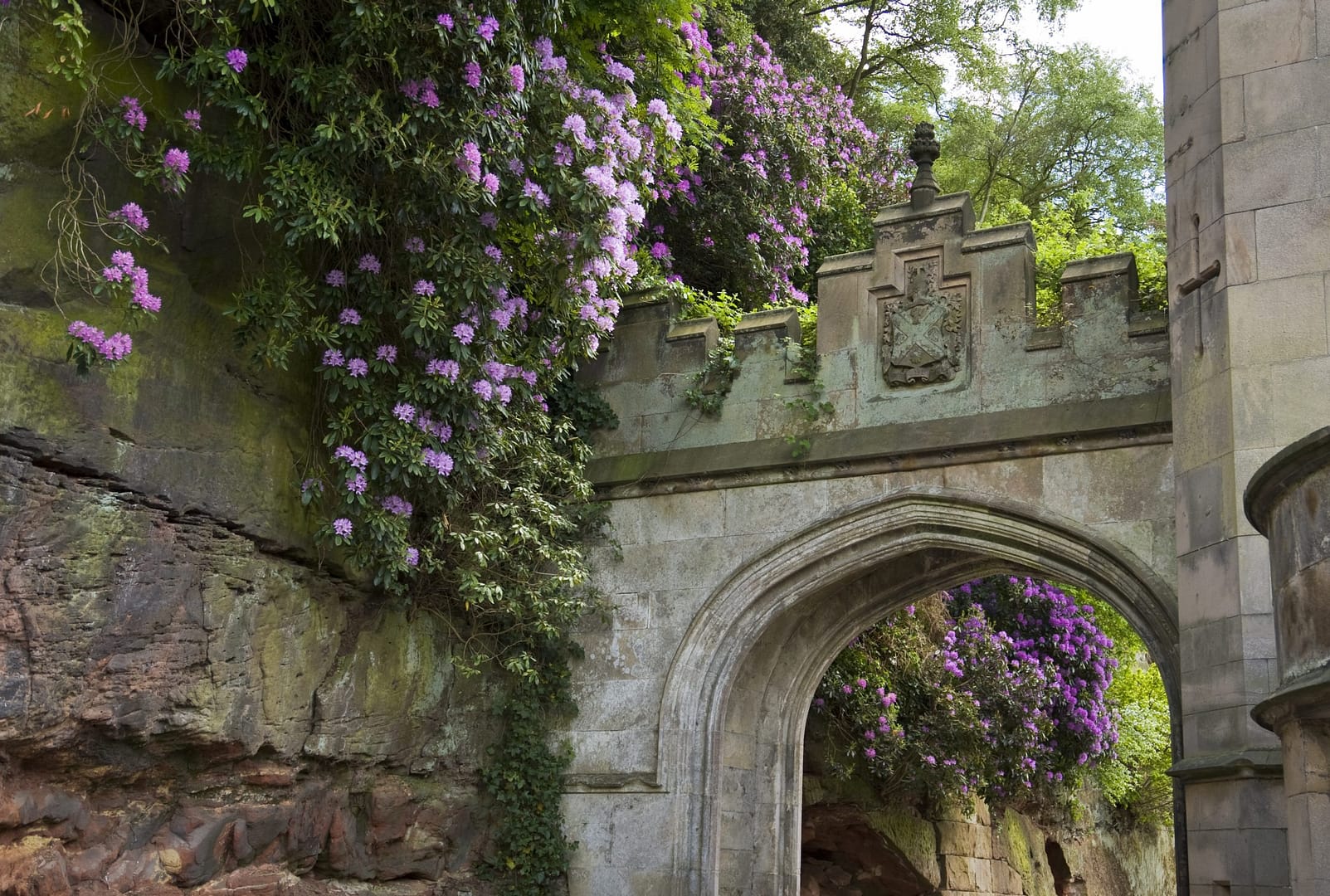 A stunning historic stone archway at Bolesworth Estate, adorned with lush purple rhododendrons cascading over its edges. The medieval-style gatehouse features intricate stonework and a heraldic crest, framed by natural rock formations and verdant greenery. The play of light and shadows adds depth to this picturesque scene, blending history and nature seamlessly.