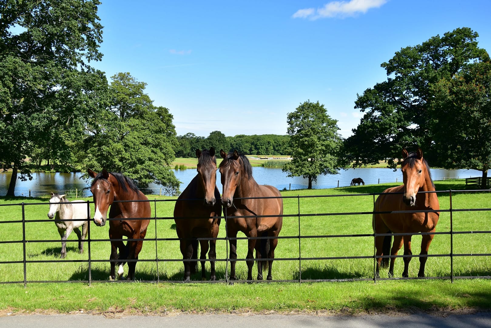 A beautiful countryside scene at Bolesworth Estate, featuring four horses standing by a black metal fence, curiously looking towards the camera. A white foal grazes in the background, with a tranquil lake, lush green pastures, and majestic oak trees enhancing the scenery. The clear blue sky and reflections on the water create a picturesque rural atmosphere.