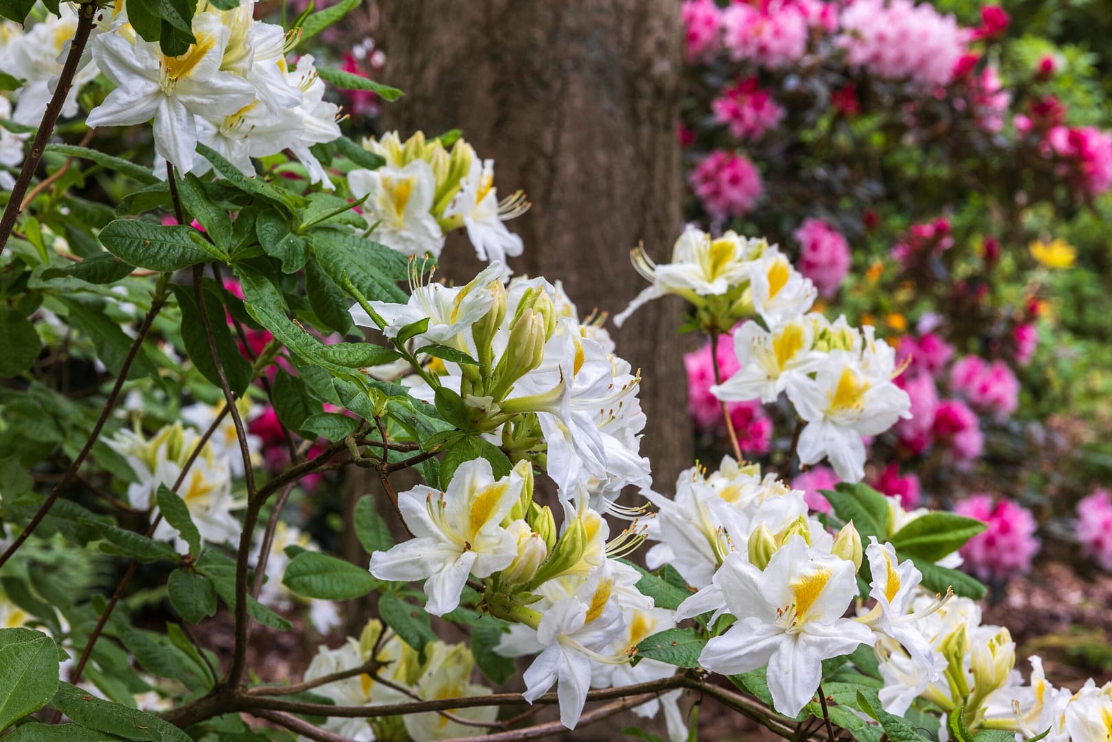Beautiful fresh white and yellow and pink flowers in the gardens at Bolesworth Castle