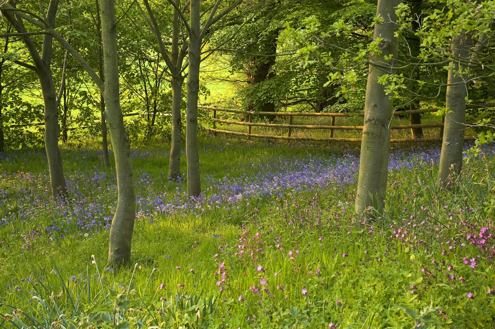 A scenic woodland at Bolesworth Open Gardens, featuring a carpet of bluebells and wildflowers beneath lush green trees. A peaceful countryside escape in Cheshire.