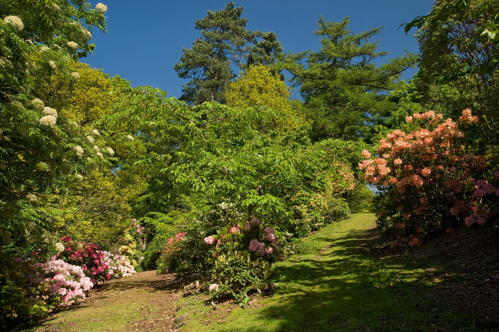A picturesque woodland path at Bolesworth Open Gardens, surrounded by lush greenery and blooming flowers under a clear blue sky. A tranquil nature walk in the heart of Cheshire.