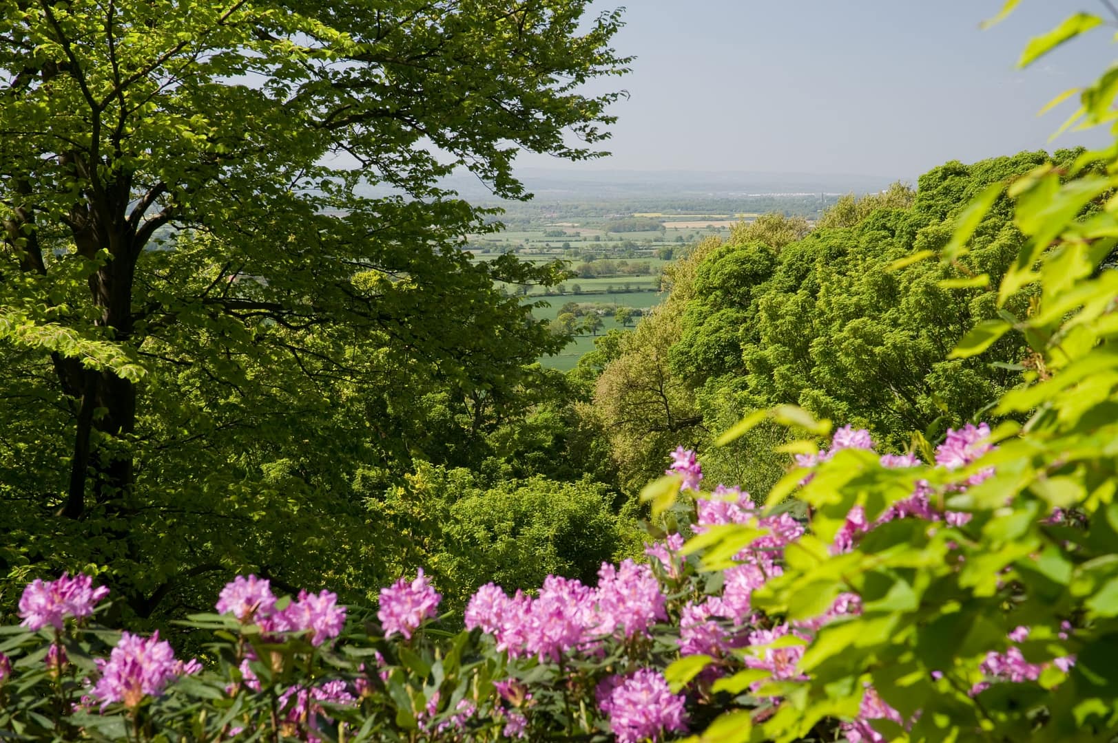 A stunning overlook view of the Cheshire countryside from Bolesworth Open Gardens, framed by lush green foliage and blooming pink rhododendrons. Rolling fields and distant hills stretch beneath a bright blue sky.