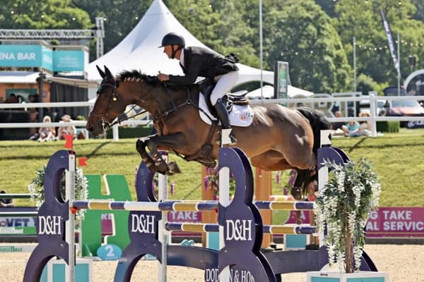 A powerful bay showjumper, Ashdale Allstar, clears a challenging purple D&H-branded jump at an elite equestrian competition. The horse and rider display perfect form, focus, and athleticism, demonstrating the success of auction-acquired horses in top-level showjumping.