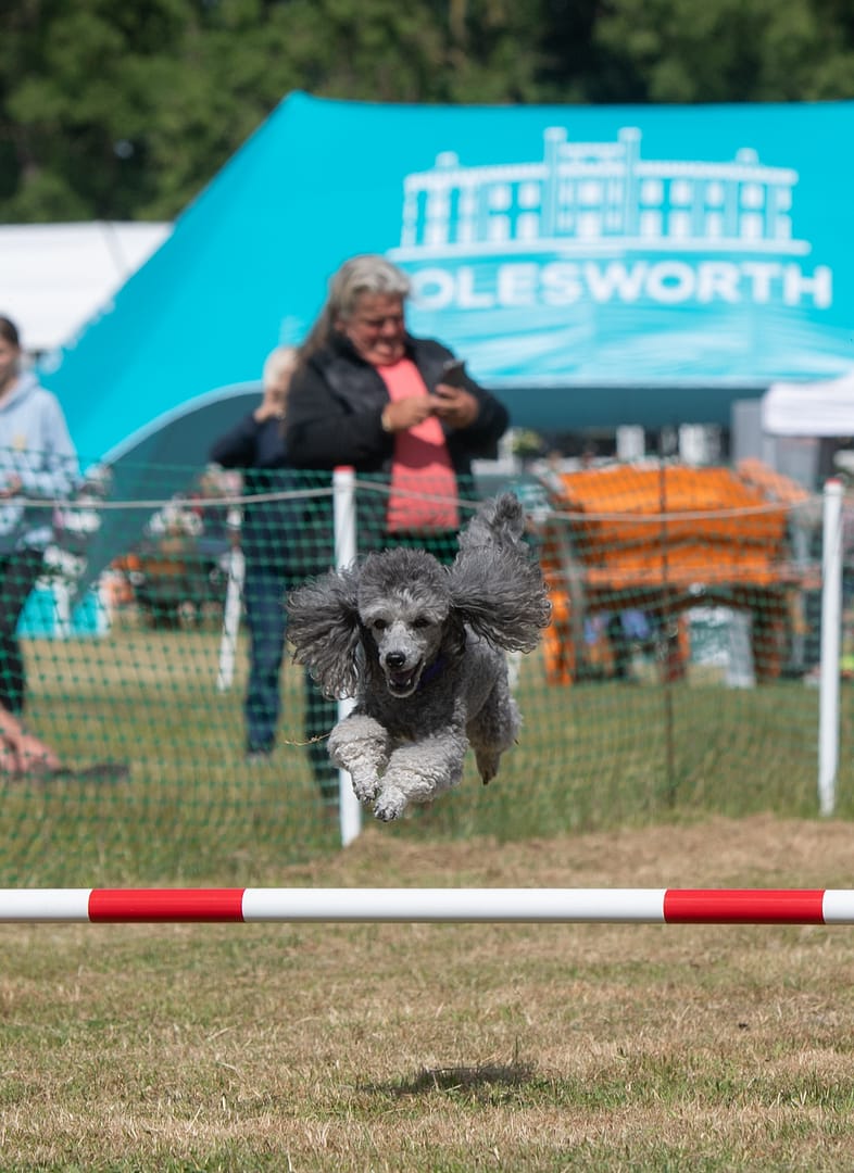 Dog agility competition at Bolesworth International Horse Show, featuring a poodle mid-jump.